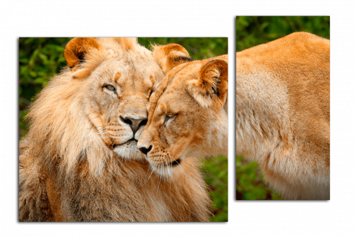 Модульная картина Пара львов
